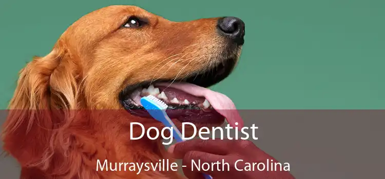 Dog Dentist Murraysville - North Carolina