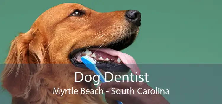 Dog Dentist Myrtle Beach - South Carolina