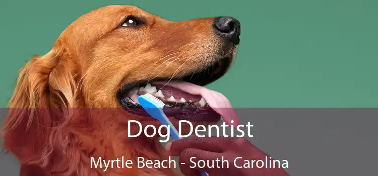 Dog Dentist Myrtle Beach - South Carolina