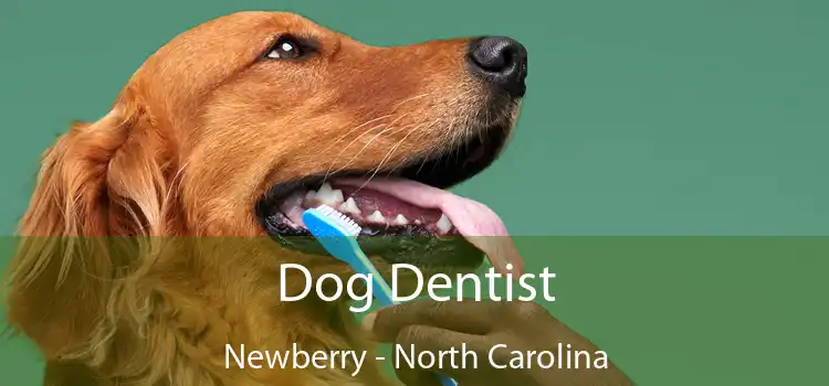 Dog Dentist Newberry - North Carolina