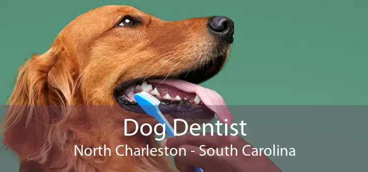 Dog Dentist North Charleston - South Carolina