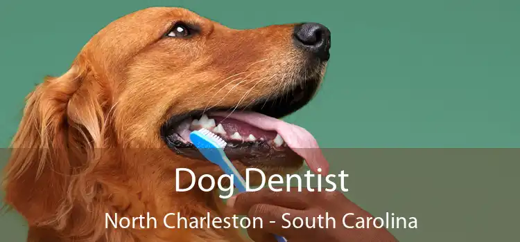 Dog Dentist North Charleston - South Carolina