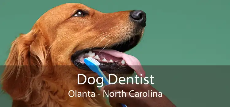 Dog Dentist Olanta - North Carolina