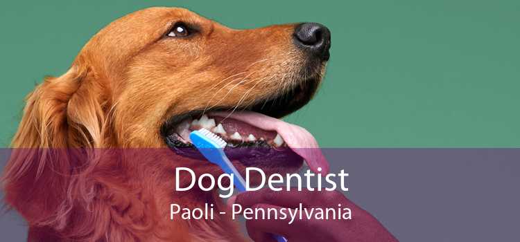 Dog Dentist Paoli - Pennsylvania