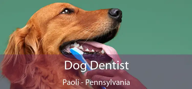 Dog Dentist Paoli - Pennsylvania