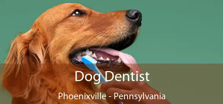 Dog Dentist Phoenixville - Pennsylvania