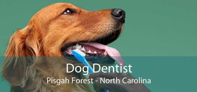Dog Dentist Pisgah Forest - North Carolina