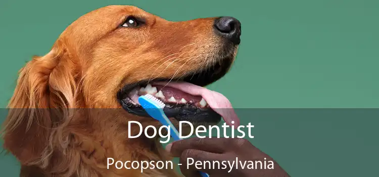 Dog Dentist Pocopson - Pennsylvania