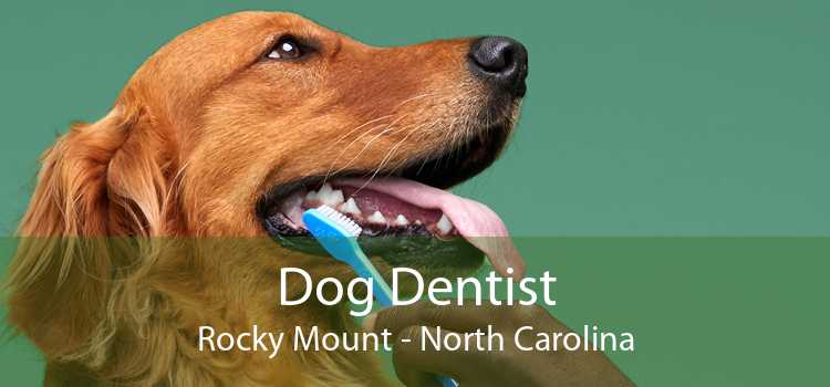 Dog Dentist Rocky Mount - North Carolina
