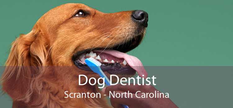 Dog Dentist Scranton - North Carolina