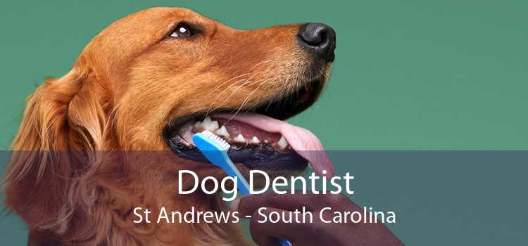 Dog Dentist St Andrews - South Carolina