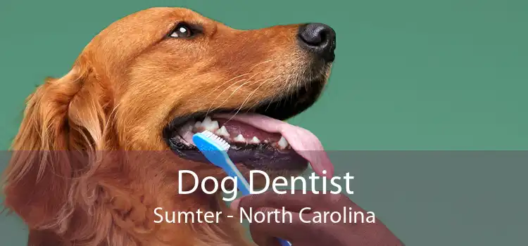 Dog Dentist Sumter - North Carolina