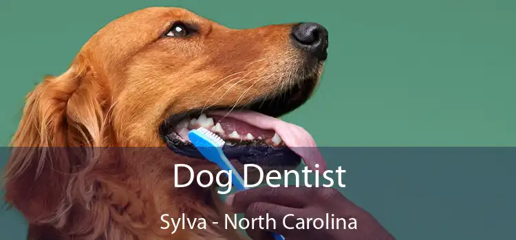 Dog Dentist Sylva - North Carolina