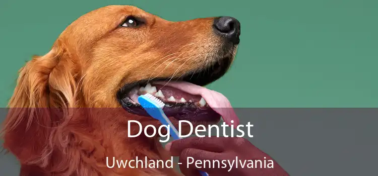 Dog Dentist Uwchland - Pennsylvania