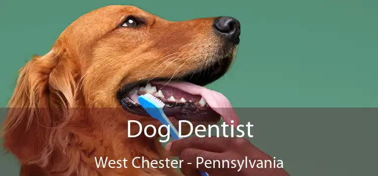 Dog Dentist West Chester - Pennsylvania