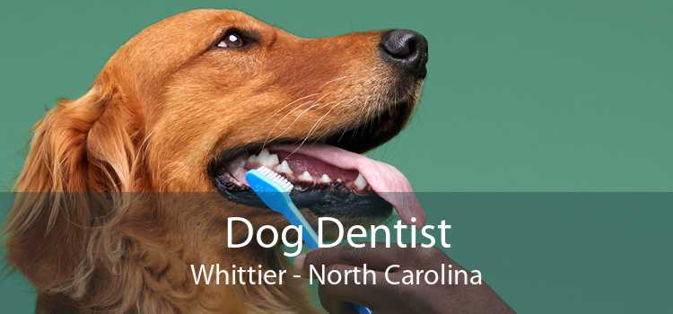 Dog Dentist Whittier - North Carolina