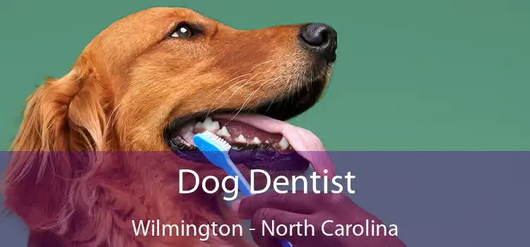 Dog Dentist Wilmington - North Carolina