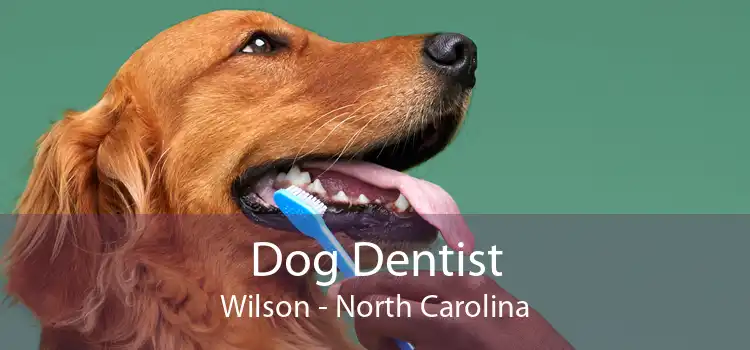Dog Dentist Wilson - North Carolina