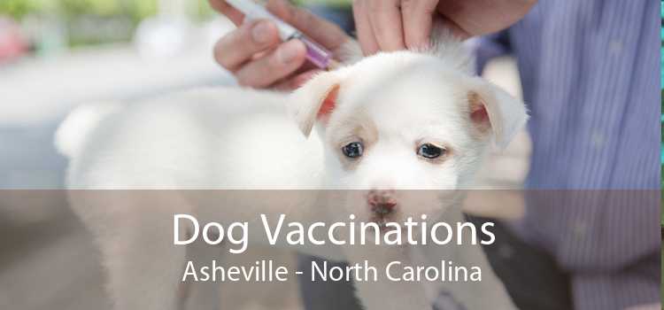Dog Vaccinations Asheville - North Carolina