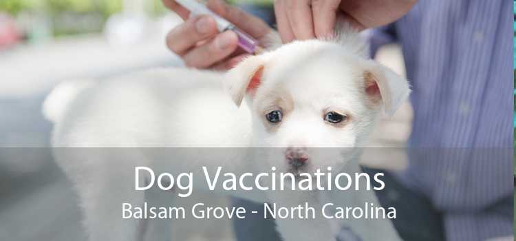 Dog Vaccinations Balsam Grove - North Carolina