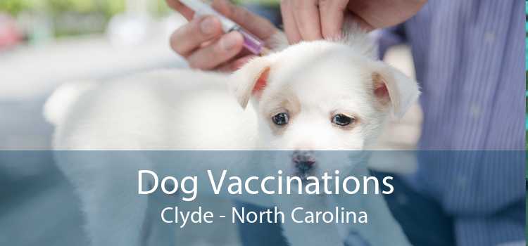 Dog Vaccinations Clyde - North Carolina