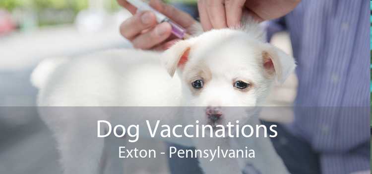 Dog Vaccinations Exton - Pennsylvania