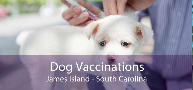 Dog Vaccinations James Island - South Carolina