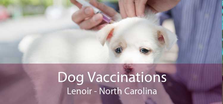 Dog Vaccinations Lenoir - North Carolina