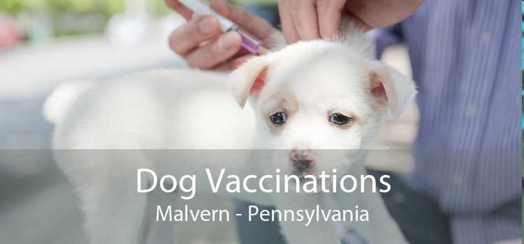 Dog Vaccinations Malvern - Pennsylvania