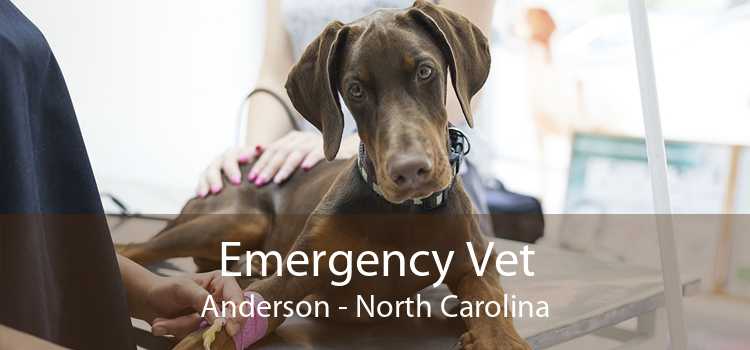 Emergency Vet Anderson - North Carolina