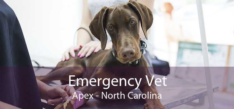 Emergency Vet Apex - North Carolina