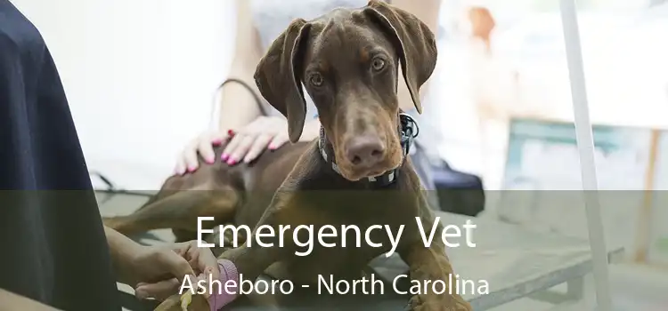 Emergency Vet Asheboro - North Carolina