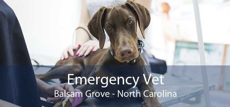 Emergency Vet Balsam Grove - North Carolina
