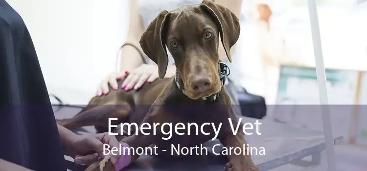 Emergency Vet Belmont - North Carolina