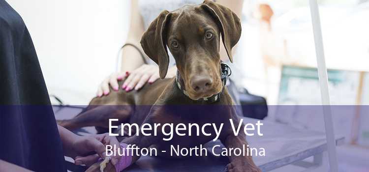 Emergency Vet Bluffton - North Carolina