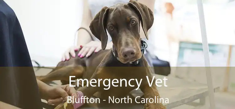 Emergency Vet Bluffton - North Carolina