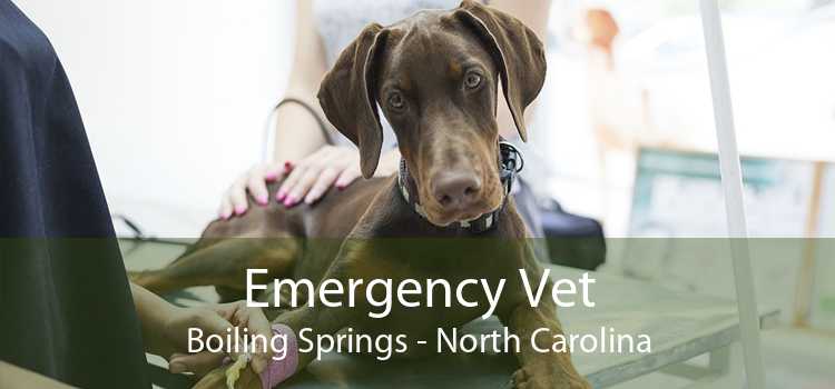 Emergency Vet Boiling Springs - North Carolina
