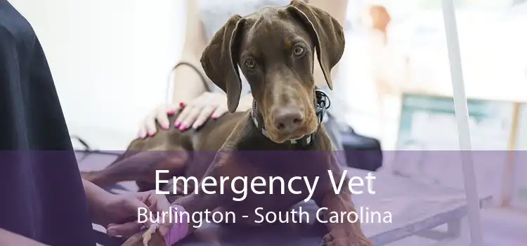 Emergency Vet Burlington - South Carolina