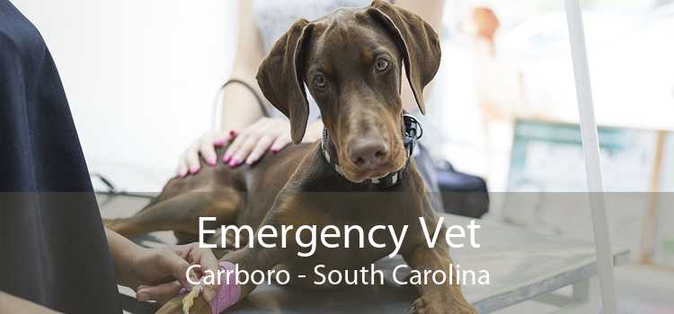 Emergency Vet Carrboro - South Carolina