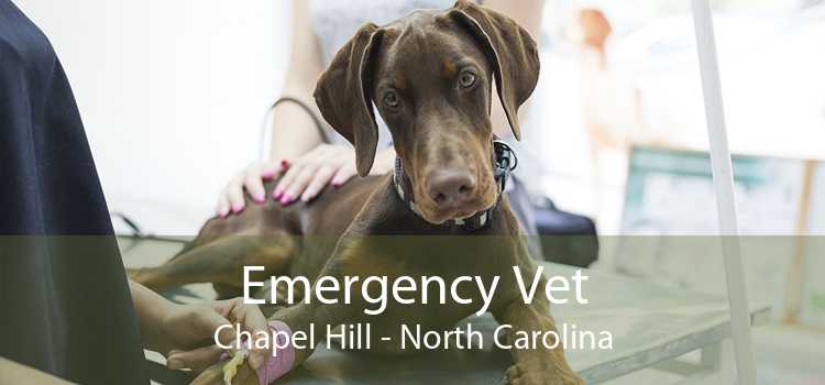 Emergency Vet Chapel Hill - North Carolina