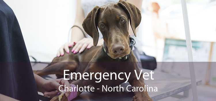 Emergency Vet Charlotte - North Carolina
