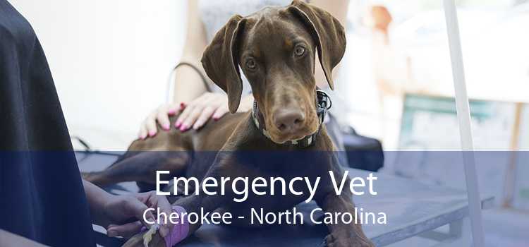 Emergency Vet Cherokee - North Carolina