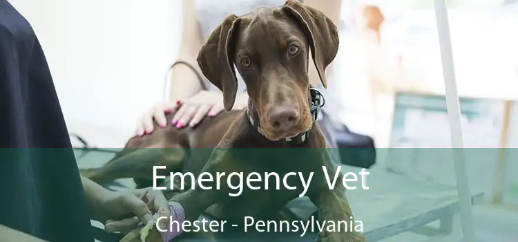 Emergency Vet Chester - Pennsylvania
