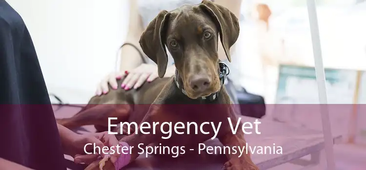 Emergency Vet Chester Springs - Pennsylvania