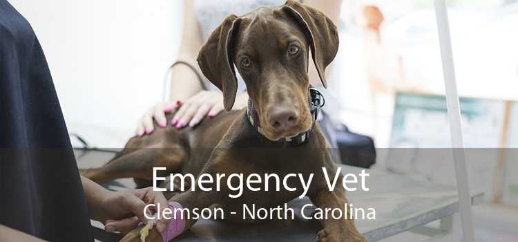 Emergency Vet Clemson - North Carolina