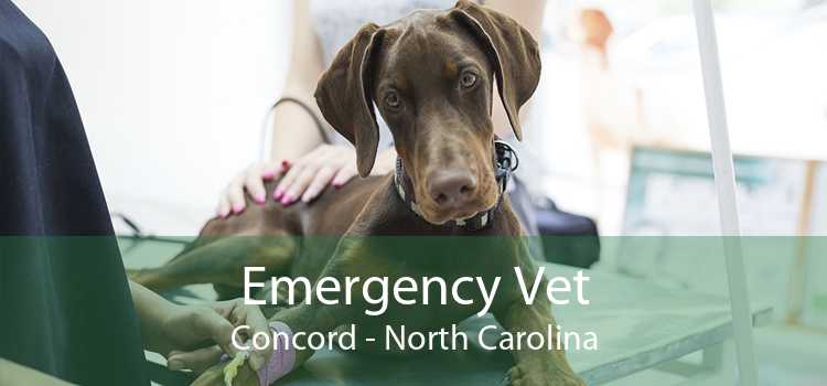 Emergency Vet Concord - North Carolina
