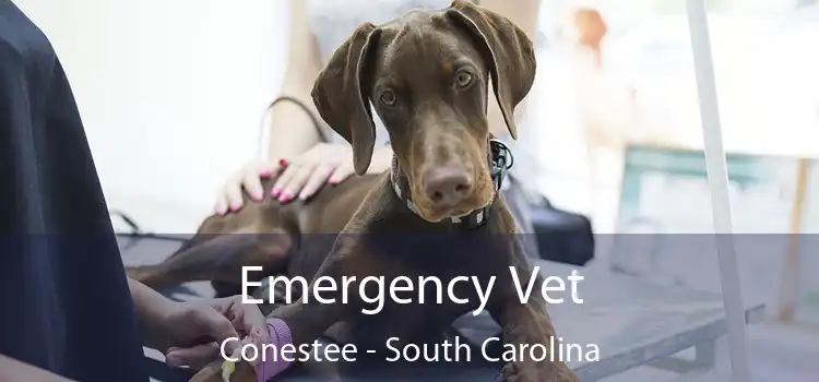 Emergency Vet Conestee - South Carolina