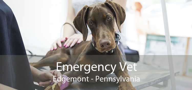 Emergency Vet Edgemont - Pennsylvania