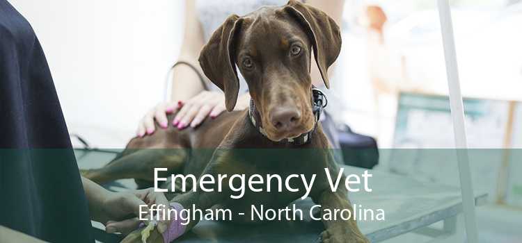 Emergency Vet Effingham - North Carolina