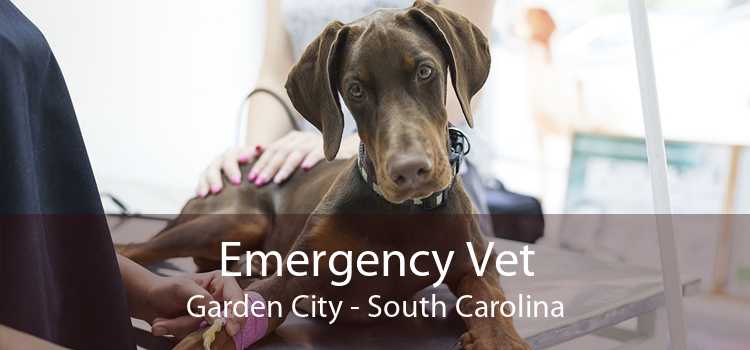Emergency Vet Garden City - South Carolina